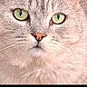 cat, close_up, green_eyes, pink_nose, whiskers, fur, pet, animal, portrait, face, domestic_cat, looking, cute, feline, social_media, post, text, comments, likes, black_background
