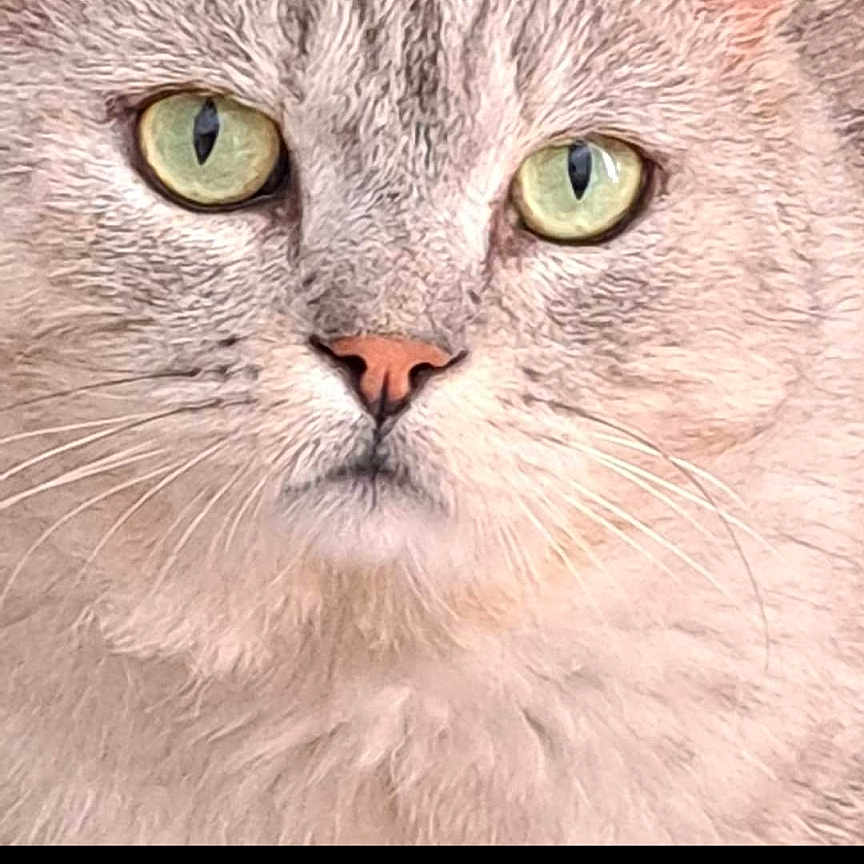 Rocky Rousseau a rejoint le concours — aidez-le/la à gagner de superbes lots ! cat, close_up, green_eyes, pink_nose, whiskers, fur, pet, animal, portrait, face, domestic_cat, looking, cute, feline, social_media, post, text, comments, likes, black_background