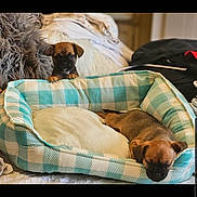 Lola And Fiona joined the competition — help win amazing prizes! animal, blanket, brown_puppy, checkered_pattern, comfort, cozy, curious, cute, dog_bed, domestic, fur, indoor, pet, puppy, relaxing, resting, sleeping, small_dog, soft, young_dog