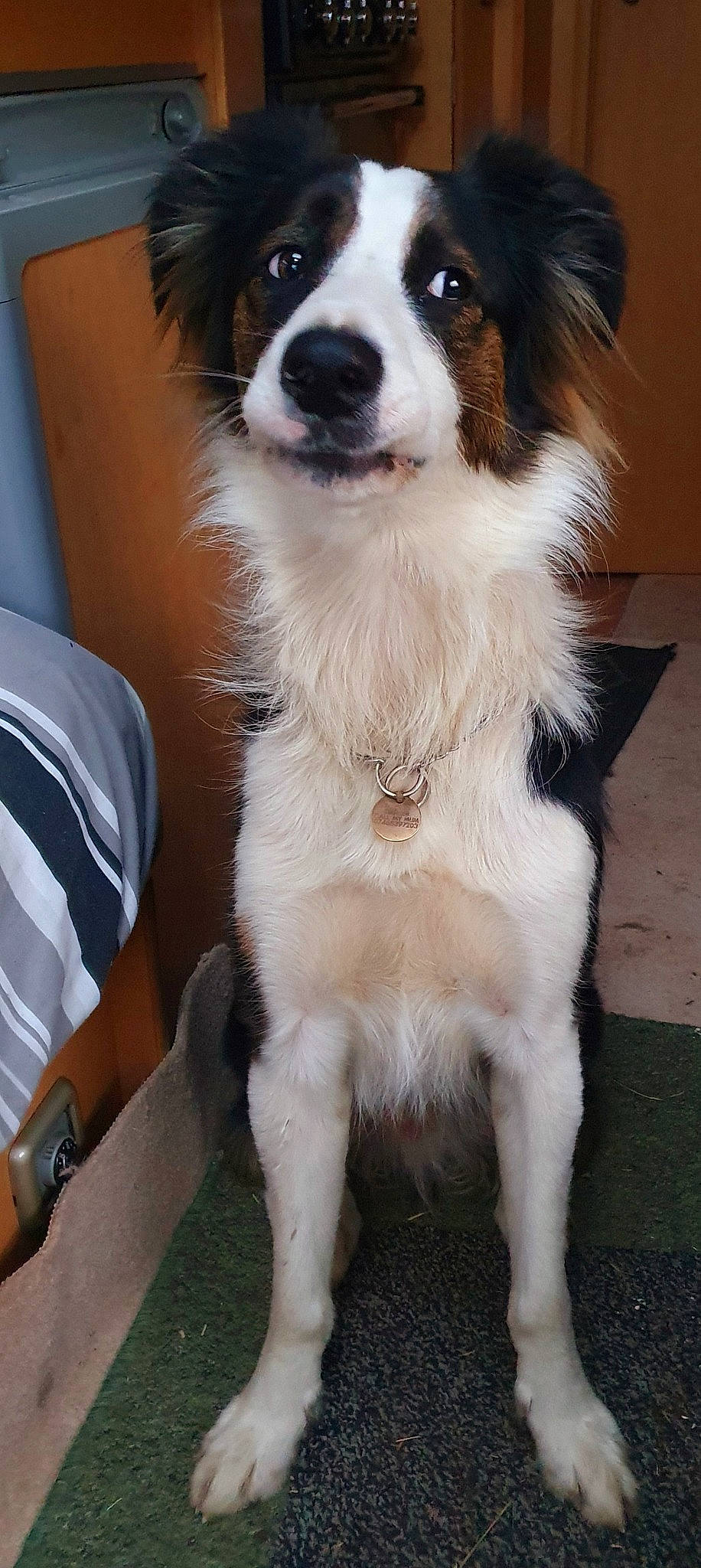 Digger is registered to the contest to win money with this photo: australian_collie, australian_shepherd, border_collie, canidae, carnivore, companion_dog, dog, dog_breed, english_shepherd, herding_dog, mammal, miniature_australian_shepherd, phalene, rare_breed_dog, scotch_collie, snout, sporting_group, vertebrate, welsh_sheepdog, working_dog