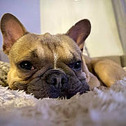 Pudge joined the competition — help win amazing prizes! dog, french_bulldog, pet, close_up, sleepy, resting, indoor, fluffy, face, ears, nose, fur, cozy, animal, cute, portrait, muzzle, expression, background, soft_lighting
