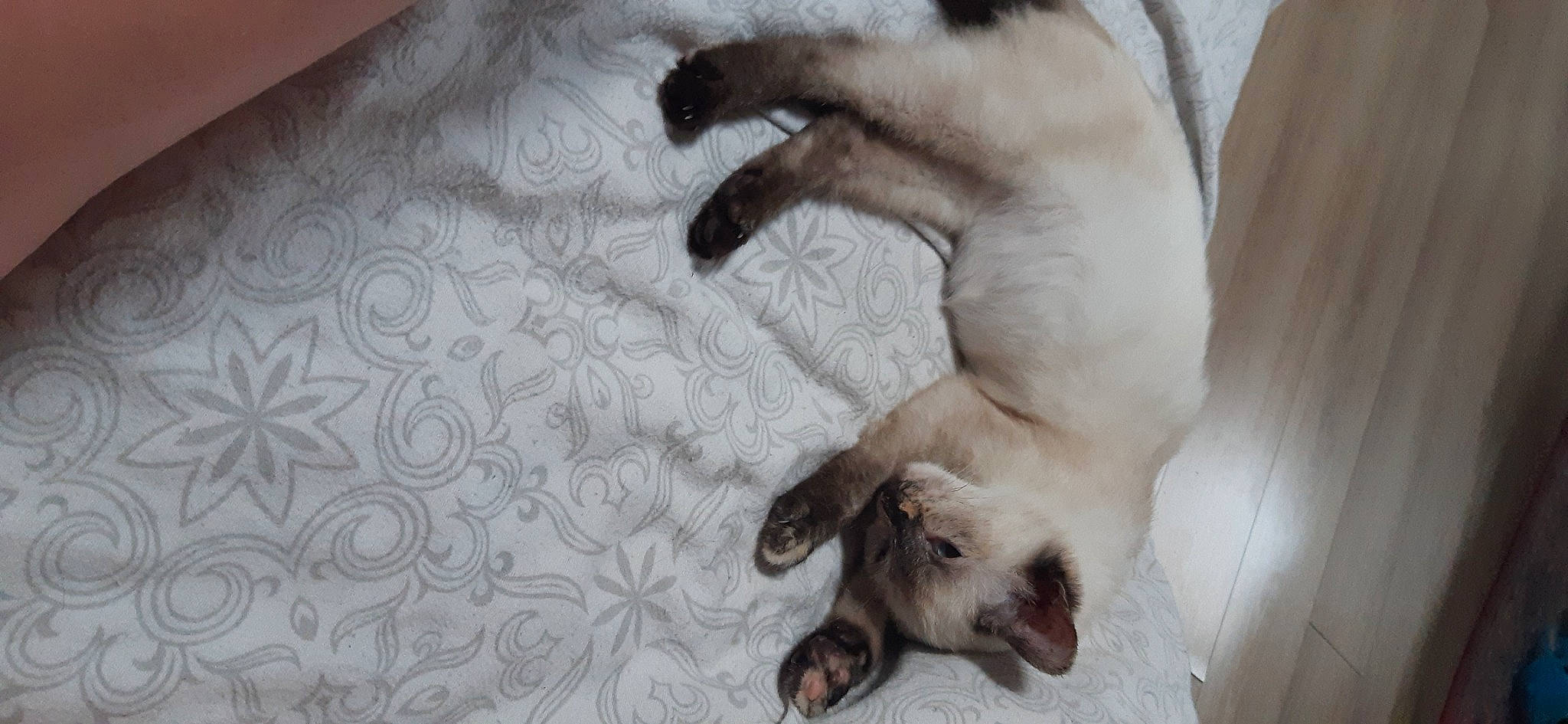 Amma a rejoint le concours — aidez-le/la à gagner de superbes lots ! canidae, carnivore, cat, claw, comfort, companion_dog, dog_breed, domestic_short_haired_cat, fang, fawn, felidae, fur, linens, mammal, paw, small_to_medium_sized_cats, sporting_group, tail, vertebrate, whiskers