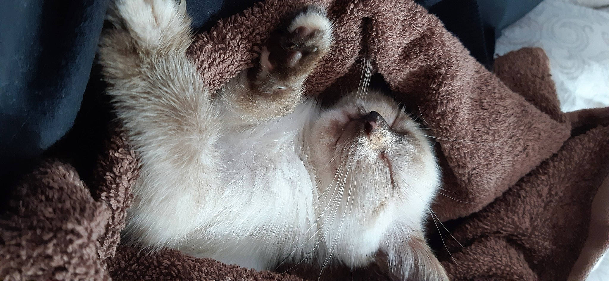 Amma a rejoint le concours — aidez-le/la à gagner de superbes lots ! canidae, carnivore, cat, claw, comfort, companion_dog, dog_breed, domestic_rabbit, ear, fawn, felidae, fur, rabbit, rabbits_and_hares, small_to_medium_sized_cats, snout, sporting_group, tail, terrestrial_animal, whiskers