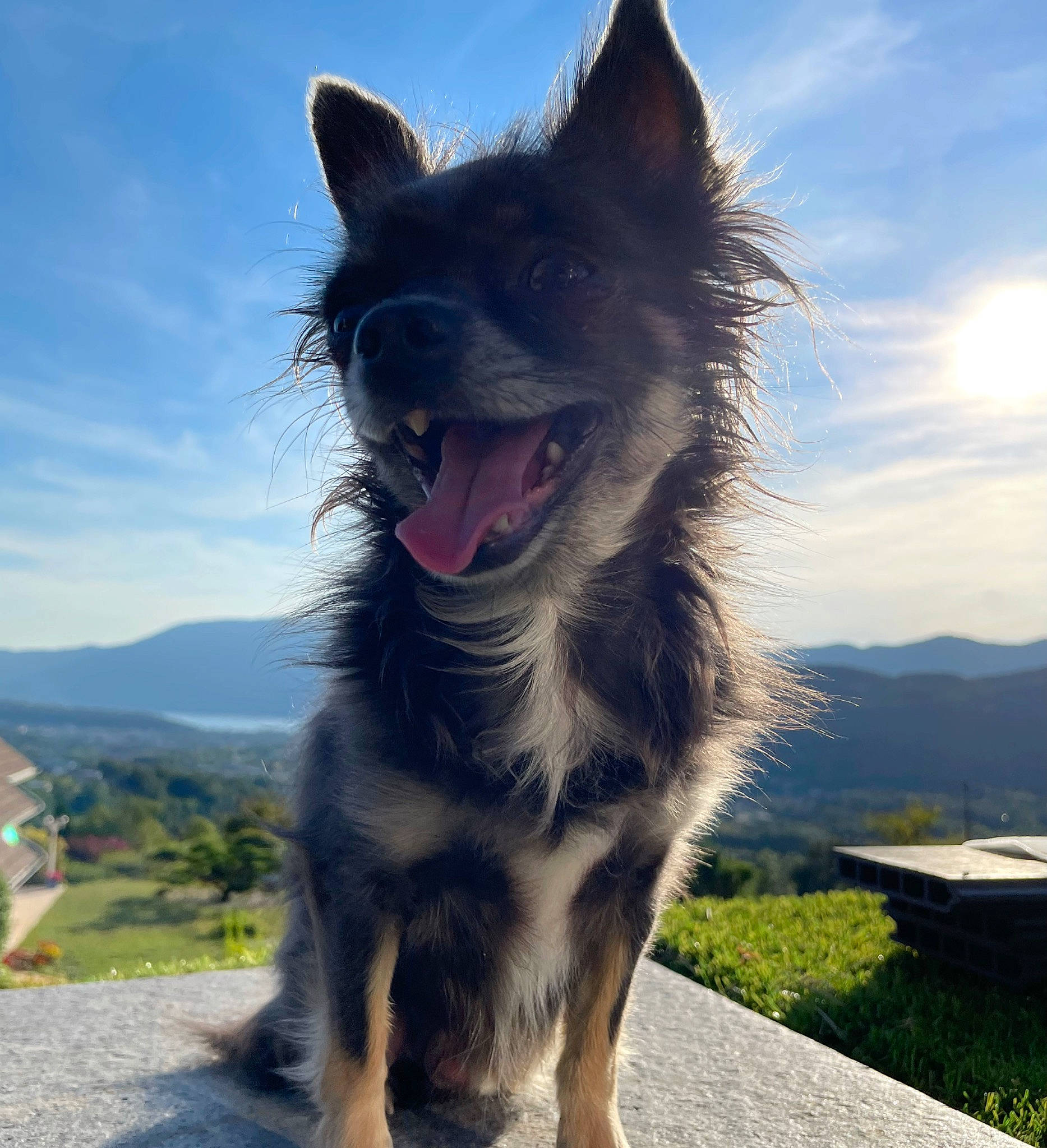 Edouard participe au concours pour gagner de l'argent avec cette photo : canidae, canis, carnivore, cloud, companion_dog, dog, dog_breed, fang, fur, happy, herding_dog, jaw, plant, sky, snout, sporting_group, whiskers, wildlife, working_animal, working_dog