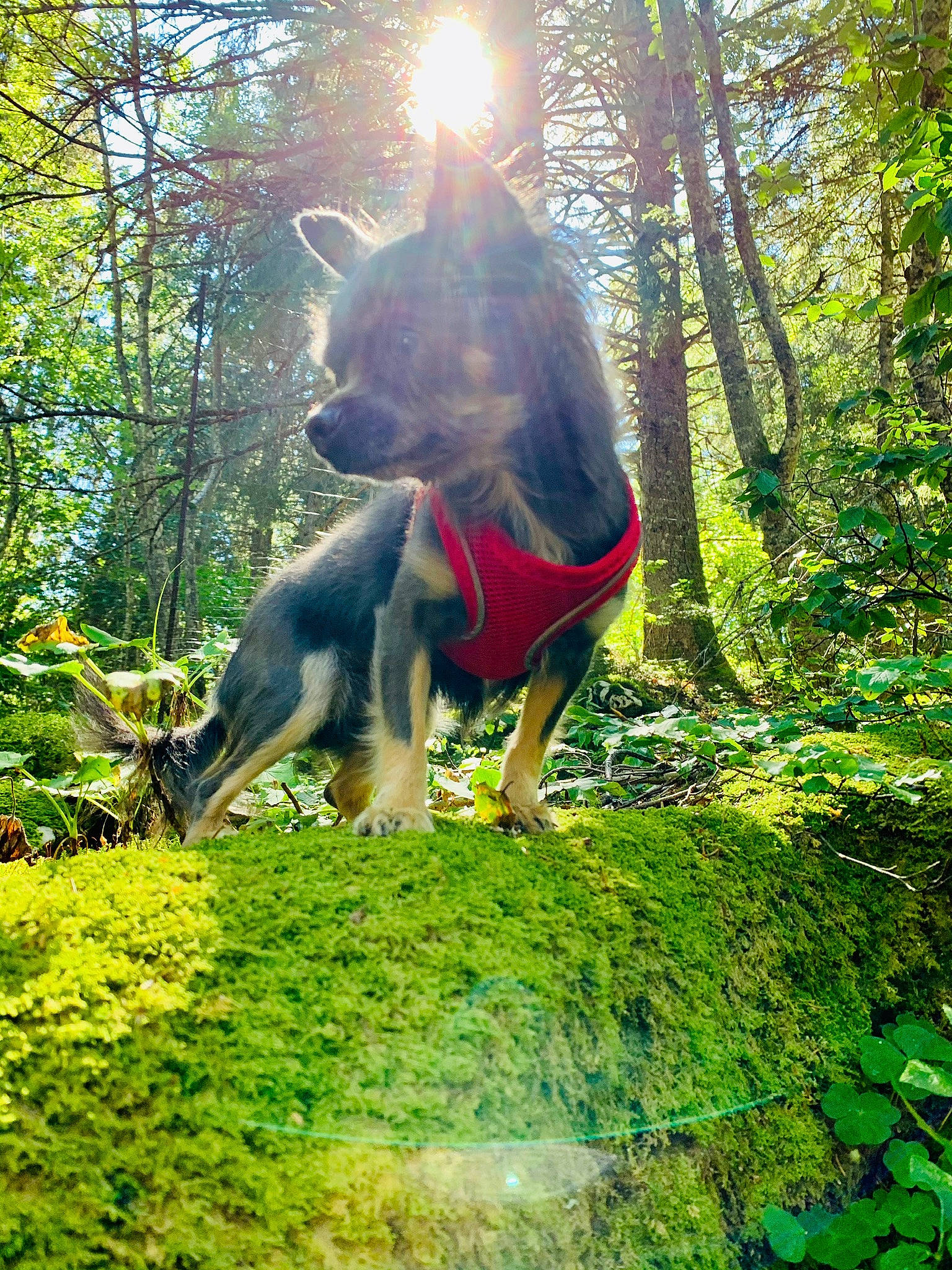 Edouard a rejoint le concours — aidez-le/la à gagner de superbes lots ! canidae, carnivore, companion_dog, dog, dog_breed, fawn, forest, grass, green, groundcover, herding_dog, mammal, people_in_nature, plant, sporting_group, tail, temperate_broadleaf_and_mixed_forest, terrestrial_plant, tree, woodland