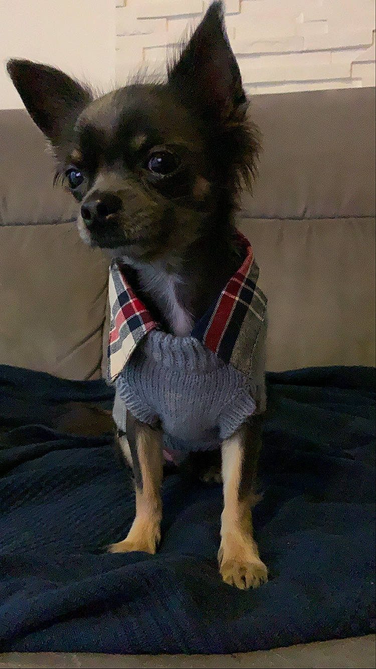 Edouard participe au concours pour gagner de l'argent avec cette photo : canidae, carnivore, chihuahua, collar, companion_dog, dog, dog_breed, dog_clothes, dog_collar, dog_supply, fawn, fur, grey, pattern, pet_supply, russkiy_toy, sporting_group, toy_dog, whiskers, working_animal