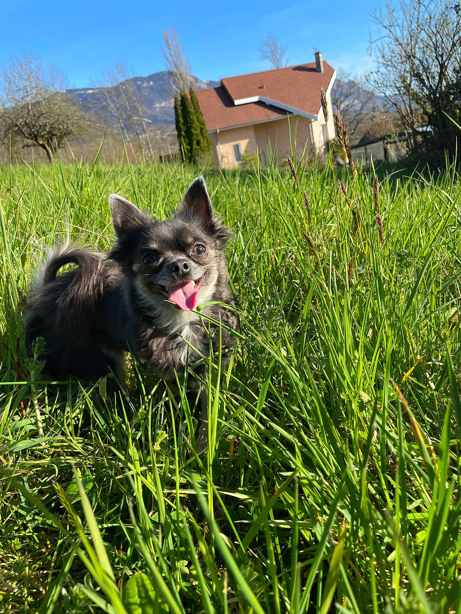 Edouard a rejoint le concours — aidez-le/la à gagner de superbes lots ! carnivore, cat, dog_breed, felidae, grass, grass_family, grassland, groundcover, house, landscape, lawn, meadow, pasture, plant, sky, small_to_medium_sized_cats, snout, tree, whiskers, window
