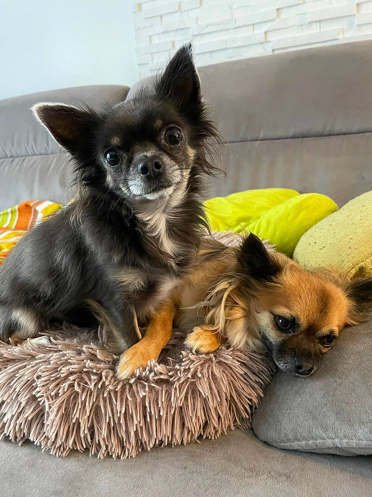 Pumba participe au concours pour gagner de l'argent avec cette photo : canidae, carnivore, chihuahua, companion_dog, dog, dog_breed, dog_supply, fawn, fur, mammal, paw, small_terrier, snout, sporting_group, tail, terrestrial_animal, toy_dog, whiskers, working_animal, working_dog