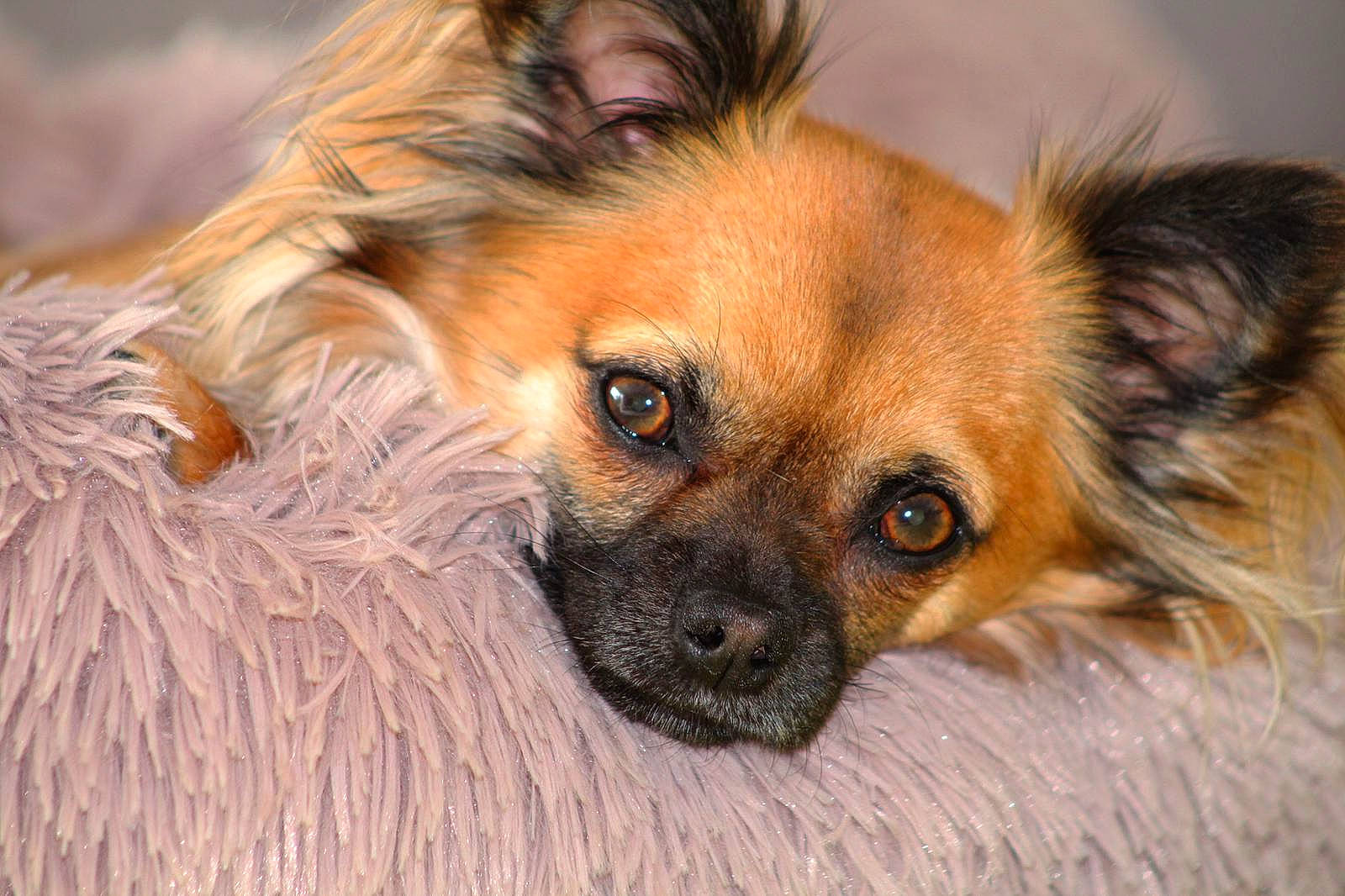 Pumba a rejoint le concours — aidez-le/la à gagner de superbes lots ! canidae, carnivore, close_up, companion_dog, dog, dog_breed, dog_supply, ear, fawn, fur, liver, snout, sporting_group, terrestrial_animal, toy_dog, whiskers