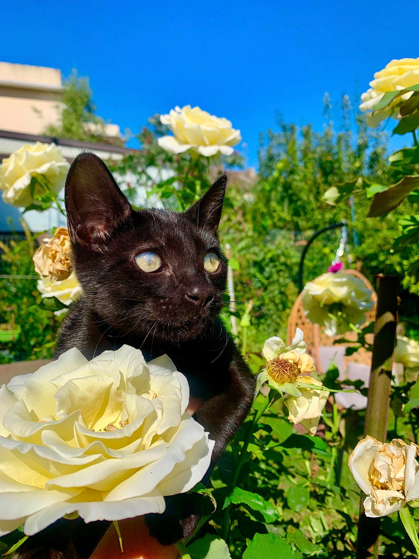 Zeytin participe au concours pour gagner de l'argent avec cette photo : black_cat, kitten, cat, flower, rose, garden, outdoor, greenery, plant, nature, sunlight, blue_sky, pet, animal, close_up, flora, spring, daylight, cute, curious