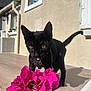 Zeytin participe au concours pour gagner de l'argent avec cette photo : cat, black_cat, flower, pink_flower, table, outdoor, sunlight, pet, curious, animal, whiskers, ears, tail, collar, close_up, nature, plant, daylight, home, domestic