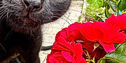 Zeytin participe au concours pour gagner de l'argent avec cette photo : black_cat, cat, green_eyes, close_up, flowers, red_roses, plants, outdoor, garden, pet, whiskers, nature, curious, animal, leaf, colorful, bright, flora, spring, daylight