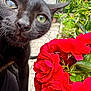 black_cat, cat, green_eyes, close_up, flowers, red_roses, plants, outdoor, garden, pet, whiskers, nature, curious, animal, leaf, colorful, bright, flora, spring, daylight