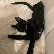 Zeytin a rejoint le concours — aidez-le/la à gagner de superbes lots ! black_cat, cat, sleeping, blanket, remote_control, couch, pet, feline, domestic_animal, resting, cozy, indoor, fur, whiskers, tail, collar, relaxed, animal, cute, comfort