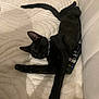 black_cat, cat, sleeping, blanket, remote_control, couch, pet, feline, domestic_animal, resting, cozy, indoor, fur, whiskers, tail, collar, relaxed, animal, cute, comfort
