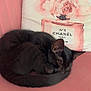 Zeytin a rejoint le concours — aidez-le/la à gagner de superbes lots ! cat, black_cat, sleeping, curled_up, pink_chair, decorative_pillow, perfume_print, chanel, flowers, indoor, cozy, cute, pet, fur, resting, heart_emoji, pink, soft_furniture, relaxation, animal