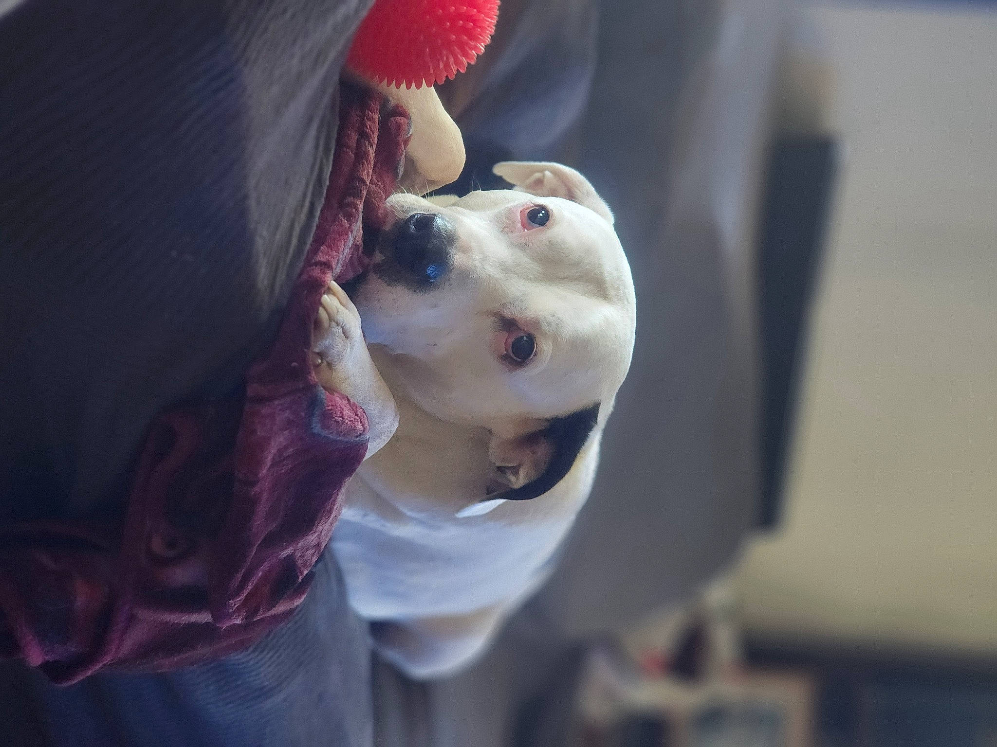 Halo is registered to the contest to win money with this photo: canidae, carnivore, collar, companion_dog, dog, dog_breed, eyewear, fawn, formal_wear, fur, guard_dog, leash, non_sporting_group, snout, sporting_group, whiskers, working_animal