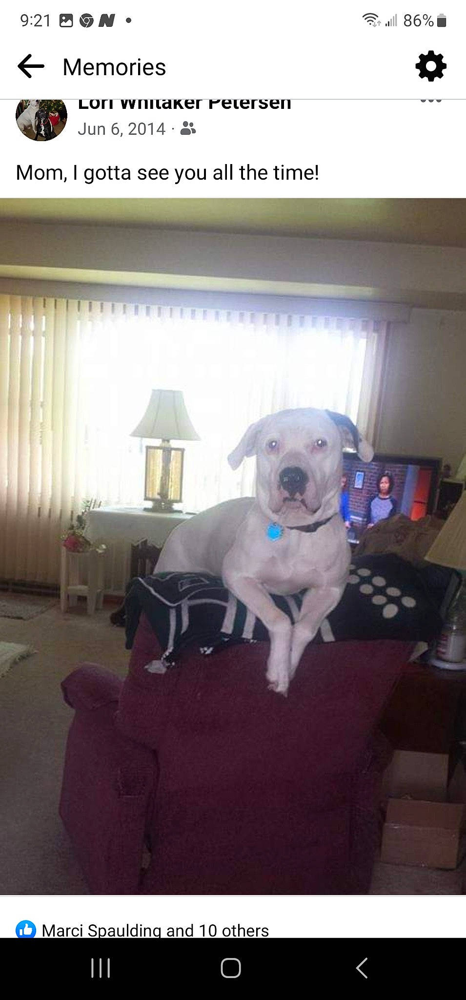 Halo is registered to the contest to win money with this photo: carnivore, collar, comfort, companion_dog, couch, curtain, dog, dog_breed, dog_collar, dog_supply, fawn, floor, flooring, hardwood, pet_supply, snout, sporting_group, toy_dog, window, working_animal