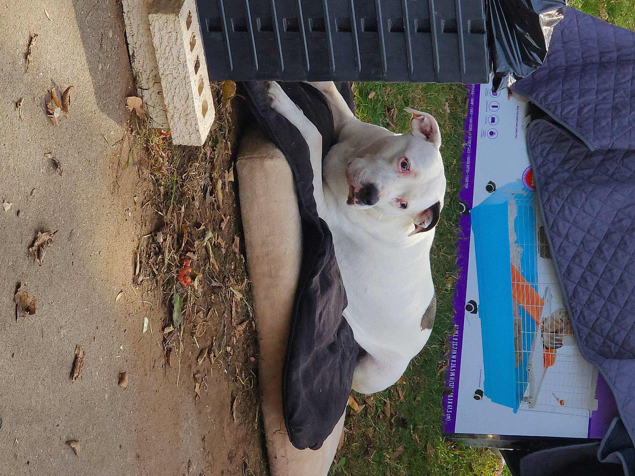 Halo joined the competition — help win amazing prizes! canidae, carnivore, cat, felidae, fur, grass, house, leisure, magenta, pattern, plant, small_to_medium_sized_cats, sporting_group, stuffed_toy, tail, toy, tree, visual_arts, whiskers, wood