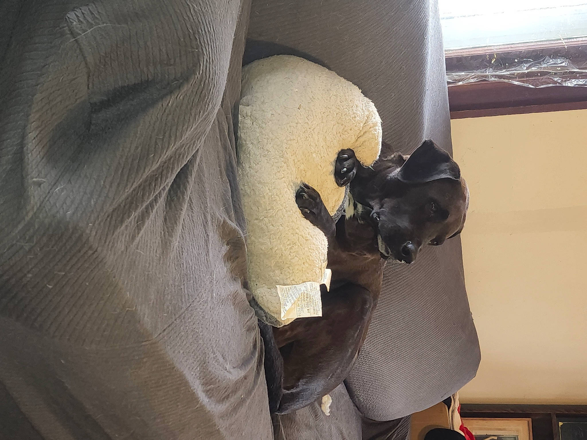 Baloo joined the competition — help win amazing prizes! armrest, auto_part, automotive_design, automotive_exterior, car_seat, comfort, fur, hat, human_leg, knee, thigh, tints_and_shades