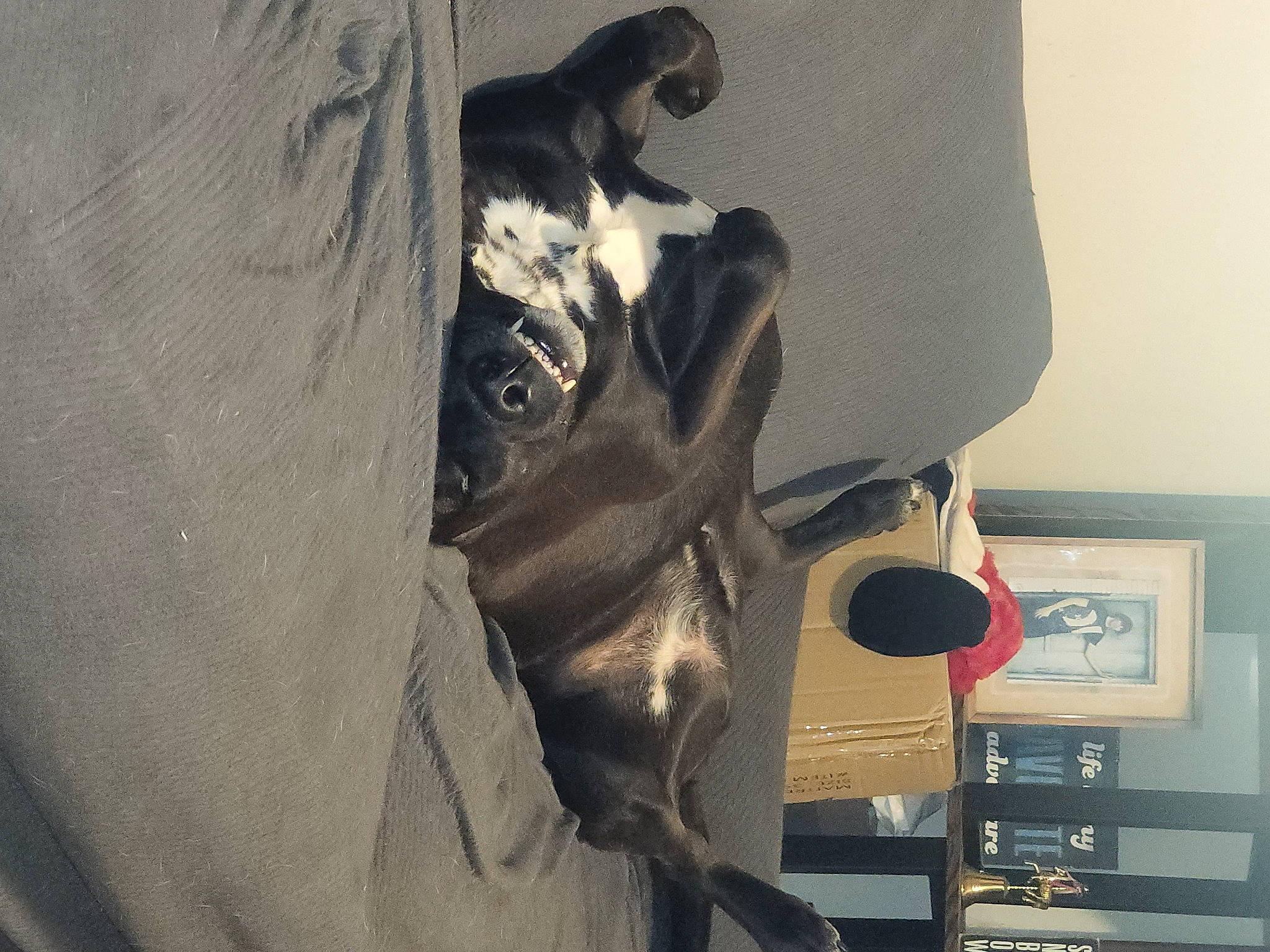 Baloo joined the competition — help win amazing prizes! audio_equipment, automotive_design, carmine, comfort, elbow, eyewear, font, fur, gesture, grey, hat, monochrome_photography, personal_protective_equipment, room, sleeve, t_shirt, visual_arts