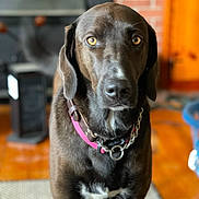 Bagheera is registered to the contest to win money with this photo: animal, brick_wall, brown_dog, canine, closeup, collar, curious, dog, domestic_animal, ears, face, floor_rug, furniture, home, indoor, looking, mammal, pet, portrait, wood_floor