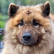 Odaim a rejoint le concours — aidez-le/la à gagner de superbes lots ! dog, fluffy, close_up, portrait, brown, golden, animal, pet, canine, fur, ears, nose, outdoor, nature, eyes, muzzle, face, background_blur, calm, cute