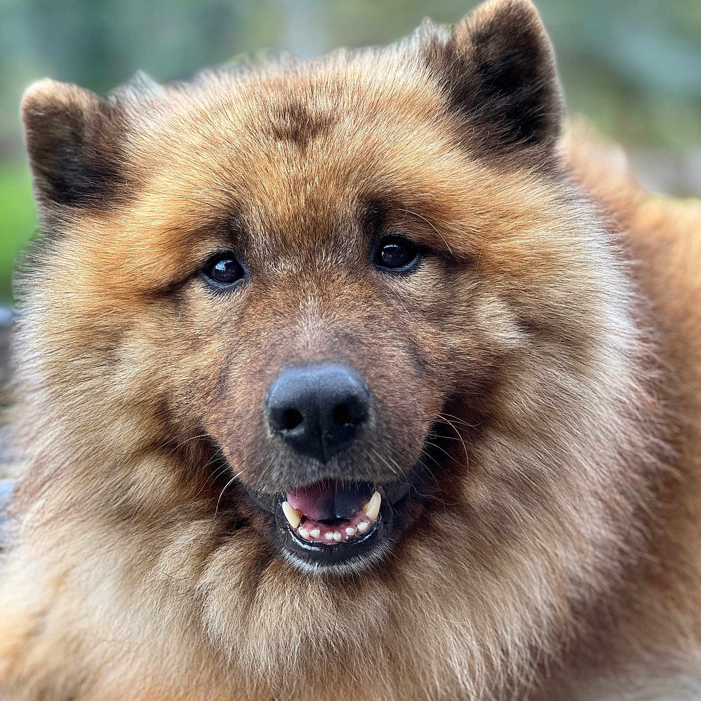 Odaim participe au concours pour gagner de l'argent avec cette photo : animal, background_blur, canine, closeup, companion, dog, ears, face, fluffy, friendly, fur, mouth, nature, nose, outdoor, pet, portrait, smiling, teeth, tongue