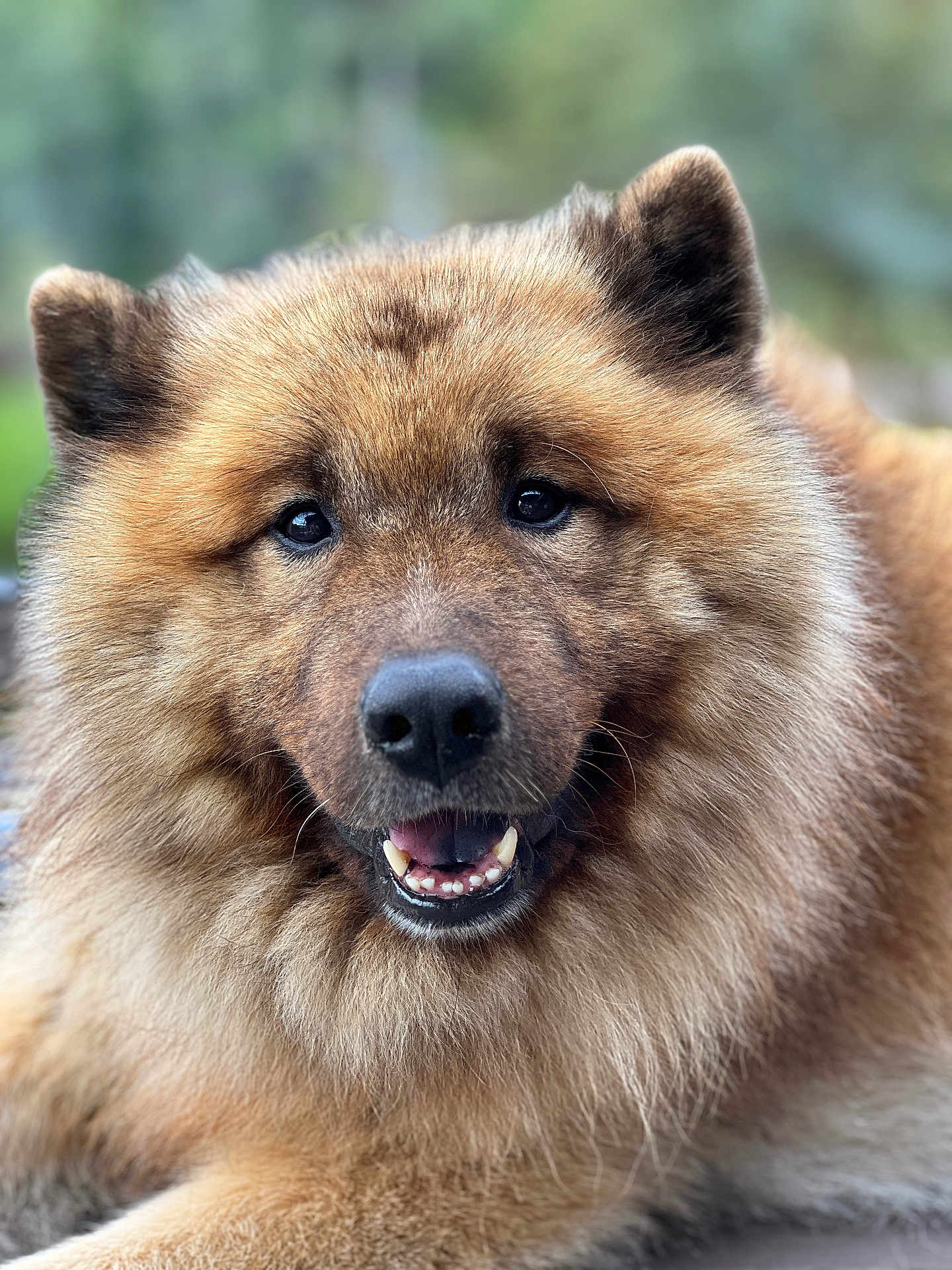 Odaim participe au concours pour gagner de l'argent avec cette photo : dog, animal, pet, fluffy, smiling, face, fur, outdoor, canine, friendly, closeup, portrait, ears, nose, mouth, teeth, tongue, nature, background_blur, companion