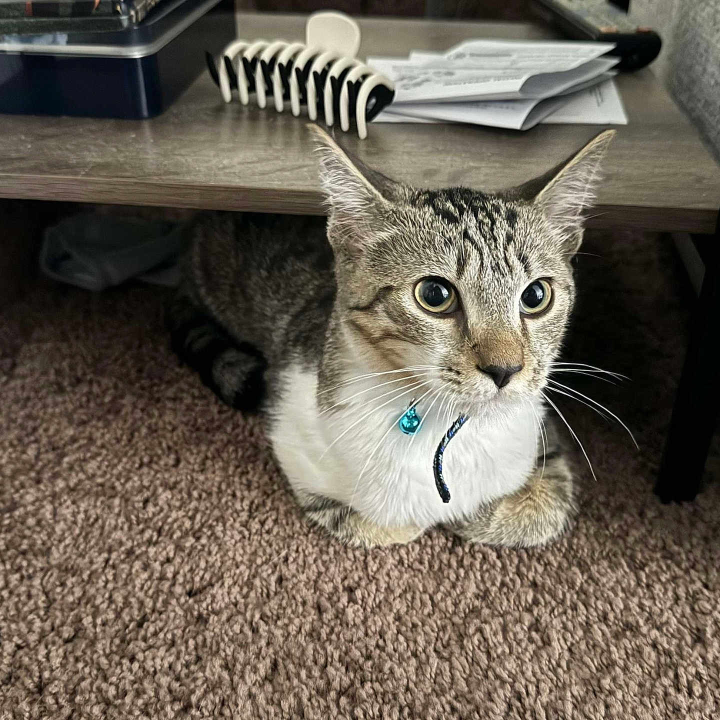 Sonny joined the competition — help win amazing prizes! abyssinian, animal, book, cat, coffeetable, desk, document, furniture, hardwood, homedecor, indoors, interiordesign, kitten, pet, publication, receipt, stainedwood, table, text, wood