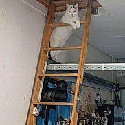 Tipexe a rejoint le concours — aidez-le/la à gagner de superbes lots ! achievement, animal, cat, clutter, curious, decor, indoor, ladder, medals, metallic, pet, quiet, room, shelf, sport_awards, standing, trophies, wall, white_cat, wood