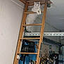 achievement, animal, cat, clutter, curious, decor, indoor, ladder, medals, metallic, pet, quiet, room, shelf, sport_awards, standing, trophies, wall, white_cat, wood