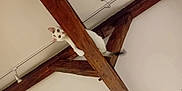 Tipexe a rejoint le concours — aidez-le/la à gagner de superbes lots ! angora, animal, appliance, architecture, building, cat, ceilingfan, device, hardwood, housing, indoors, interiordesign, kitten, pet, rat, rodent, siamese, stainedwood, weasel, wood