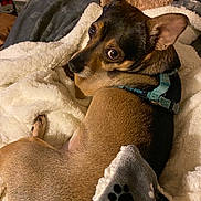 Lucky is registered to the contest to win money with this photo: dog, blanket, cozy, fur, pet, indoor, resting, looking_back, brown, black, ears, bed, soft, cute, animal, domestic_animal, snuggle, comfort, fur_texture, collar