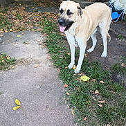 Rowdy is registered to the contest to win money with this photo: dog, canine, outdoor, grass, pathway, yard, shed, leaf, pet, animal, happy, tongue_out, daylight, nature, chain, sidewalk, garden, mammal, walking, summer