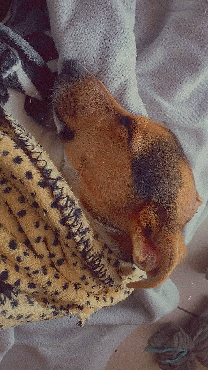 Ringo participe au concours pour gagner de l'argent avec cette photo : carnivore, comfort, companion_dog, dog, dog_breed, dog_supply, fawn, fur, linens, liver, paw, pet_supply, snout, tail, terrestrial_animal, whiskers, wood, woolen, working_animal, woven_fabric