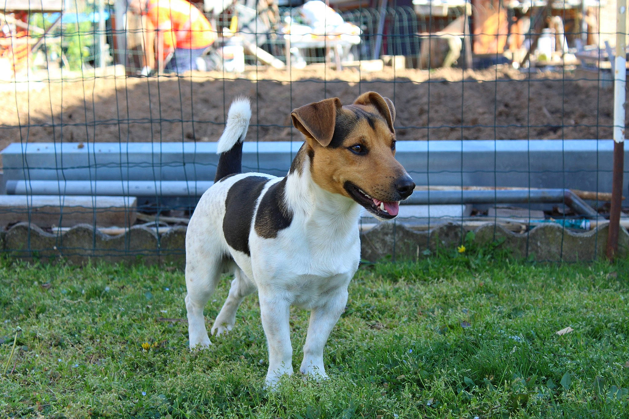 Ringo a rejoint le concours — aidez-le/la à gagner de superbes lots ! ancient_dog_breeds, bench, canidae, carnivore, collar, companion_dog, dog, dog_breed, dog_supply, fence, grass, hound, plant, snout, sporting_group, street_dog, tail, terrier, working_animal, working_dog