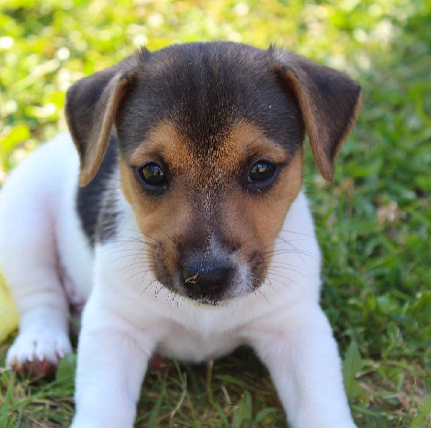 Ringo participe au concours pour gagner de l'argent avec cette photo : carnivore, close_up, companion_dog, dog, dog_breed, eye, grass, plant, snout, terrestrial_animal, terrier, whiskers