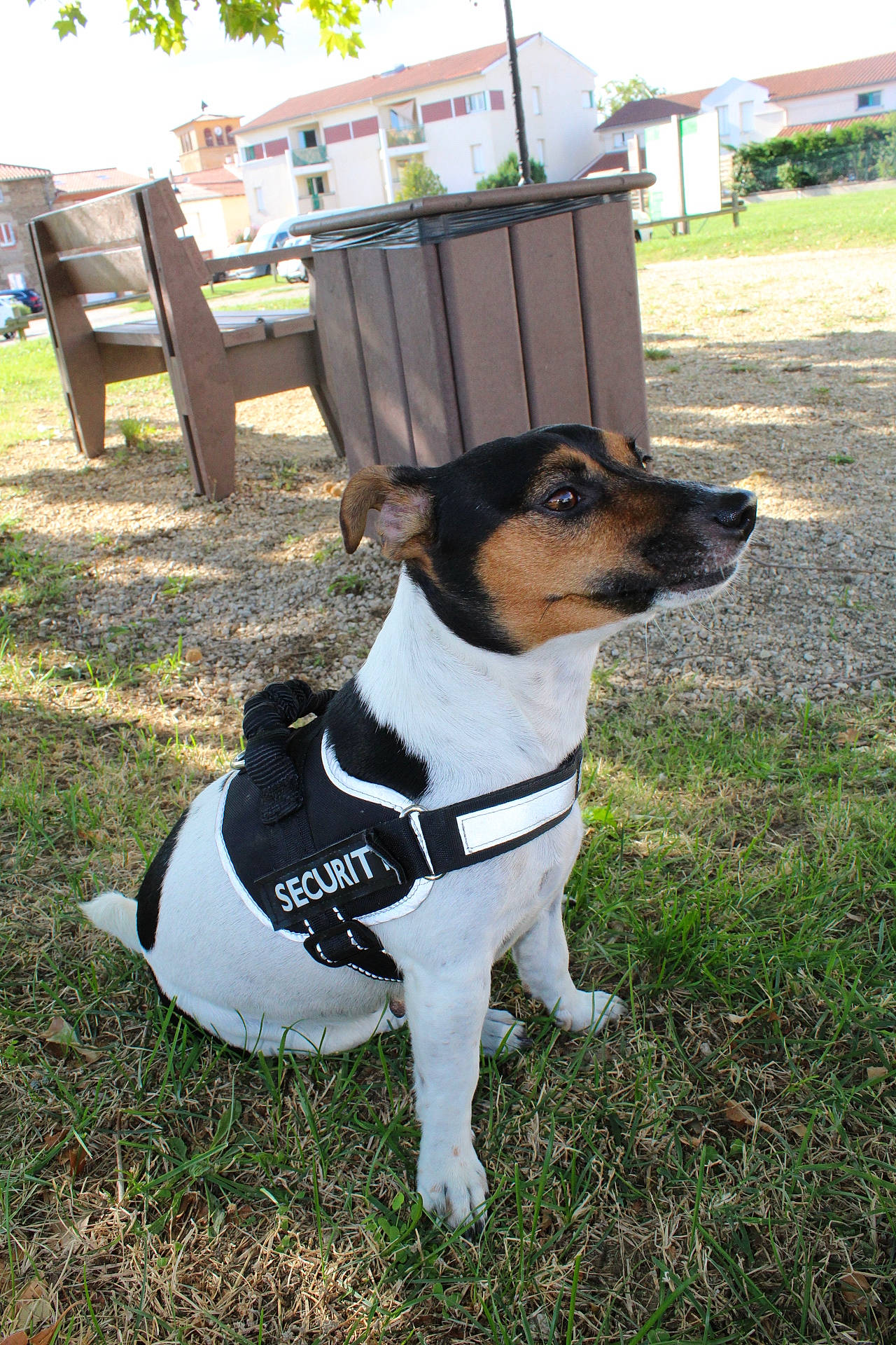 Choupette participe au concours pour gagner de l'argent avec cette photo : carnivore, chair, collar, companion_dog, dog, dog_breed, dog_clothes, dog_collar, dog_supply, fawn, grass, leash, pet_supply, plant, snout, sporting_group, tail, terrier, tree, whiskers