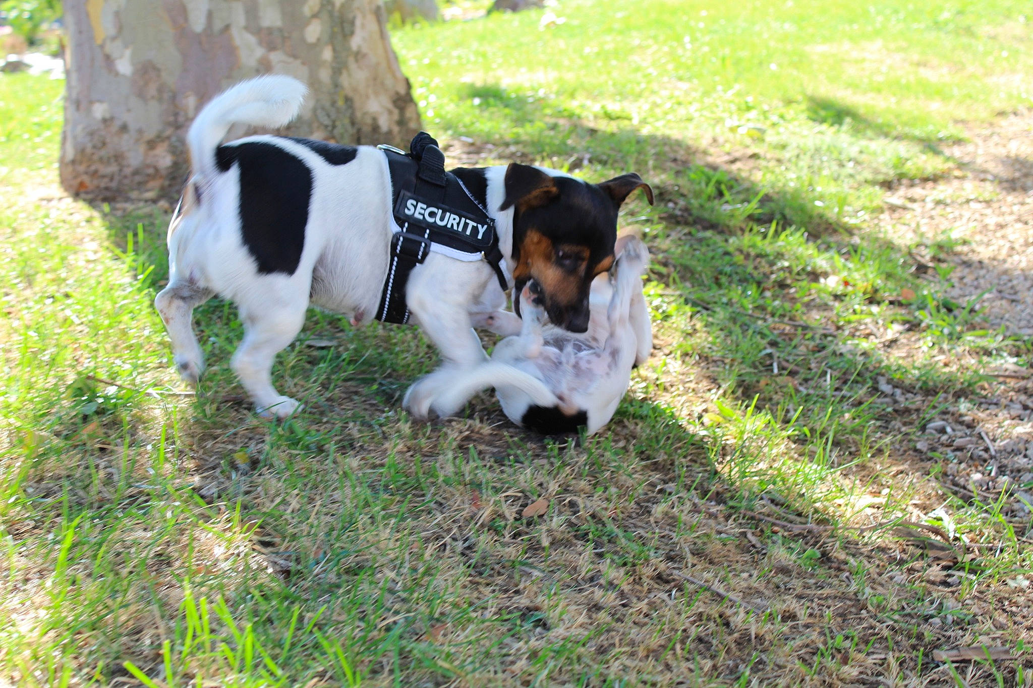 Choupette a rejoint le concours — aidez-le/la à gagner de superbes lots ! canidae, carnivore, chilean_fox_terrier, collar, companion_dog, dog, dog_breed, dog_collar, fawn, grass, groundcover, plant, snout, spaniel, sporting_group, tail, terrier, toy_dog, working_animal, working_dog