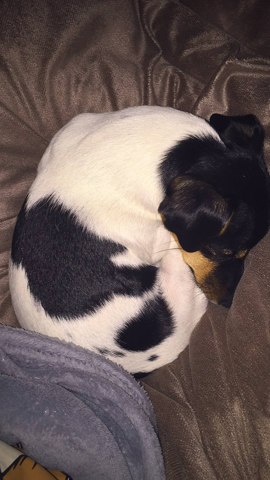 Xena a rejoint le concours — aidez-le/la à gagner de superbes lots ! canidae, carnivore, comfort, companion_dog, dog, dog_breed, fawn, fur, human_leg, mammal, nap, paw, snout, sporting_group, tail, terrestrial_animal, vertebrate, whiskers, wood, working_animal