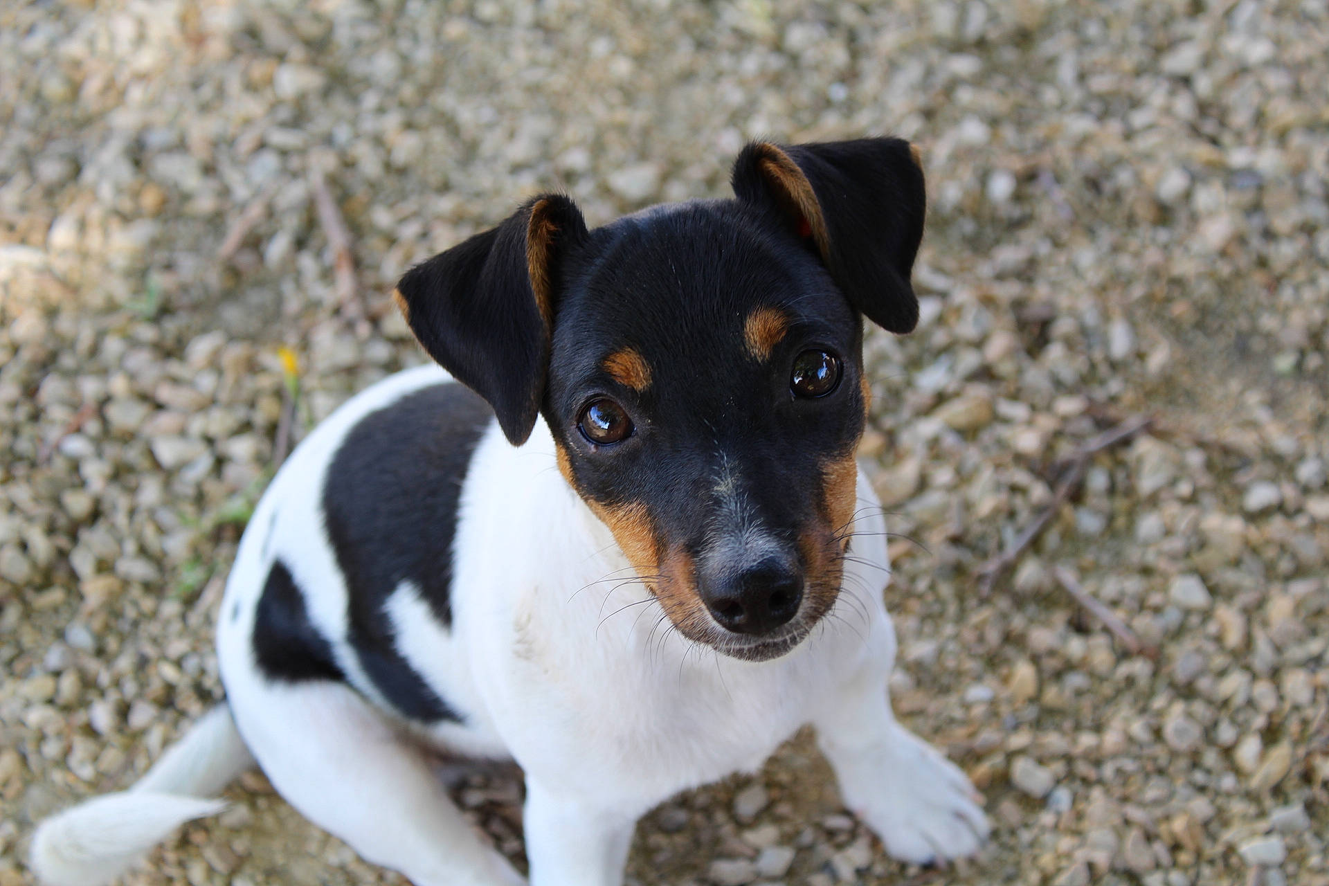 Xena a rejoint le concours — aidez-le/la à gagner de superbes lots ! carnivore, collar, companion_dog, dog, dog_breed, drinkware, irishjacks, paw, snout, sporting_group, terrestrial_animal, terrier, whiskers, working_animal, working_dog