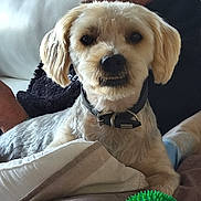 Boby a rejoint le concours — aidez-le/la à gagner de superbes lots ! background, blanket, closeup, collar, couch, dog, face, fur, furniture, glasses, green_ball, home, indoor, man, mustache, pet, portrait, relaxing, seated, toy