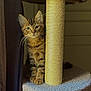 cat, kitten, tabby, scratching_post, cat_tree, indoor, curious, feline, pet, animal, fur, whiskers, ears, paw, sisal, carpeted, brown, beige, curtain, natural_light