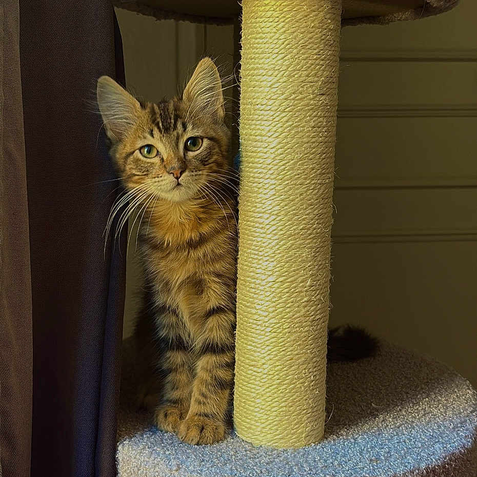 Bouncy a rejoint le concours — aidez-le/la à gagner de superbes lots ! animal, beige, brown, carpeted, cat, cat_tree, curious, curtain, ears, feline, fur, indoor, kitten, natural_light, paw, pet, scratching_post, sisal, tabby, whiskers