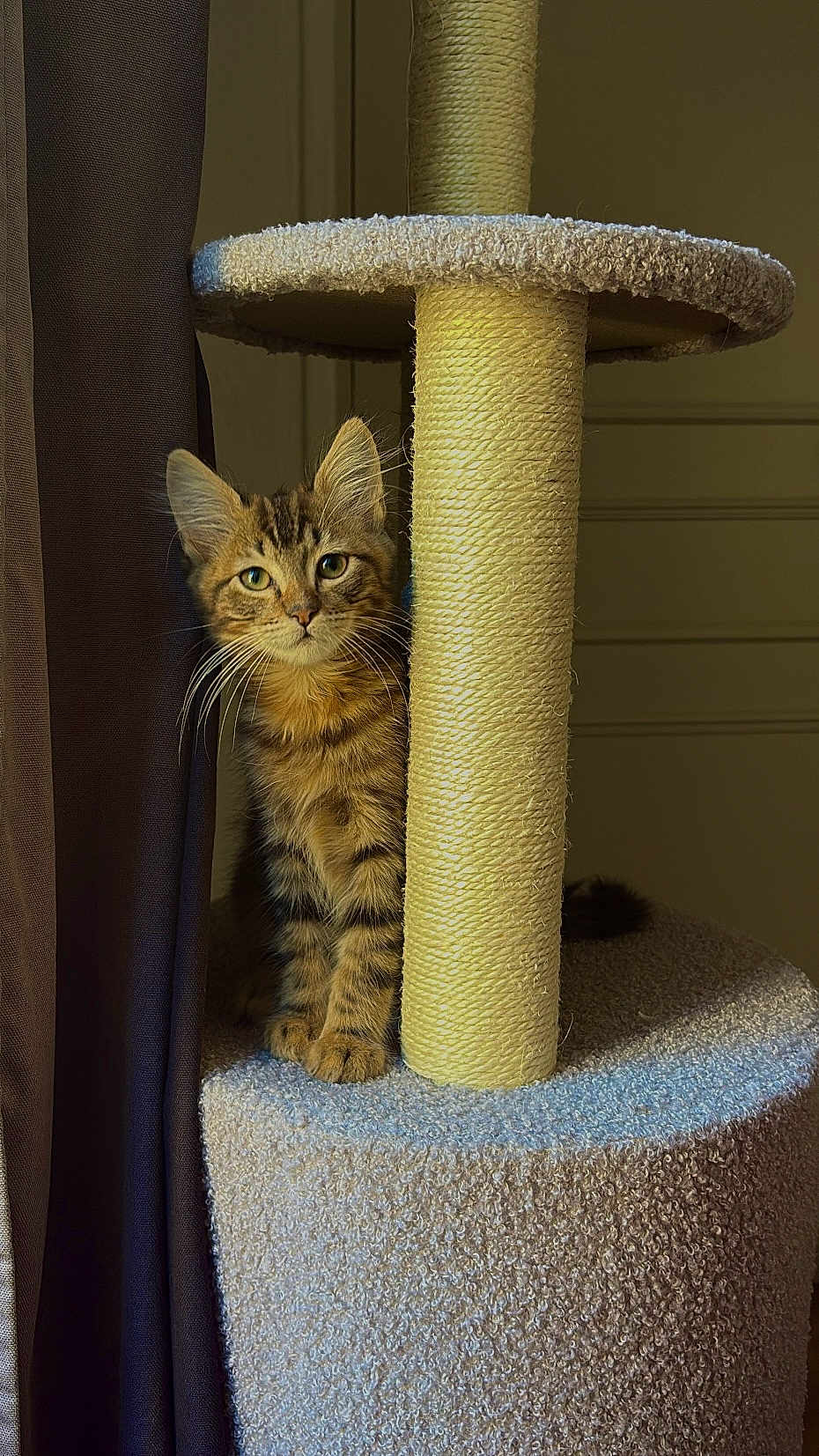 Bouncy a rejoint le concours — aidez-le/la à gagner de superbes lots ! cat, kitten, tabby, scratching_post, cat_tree, indoor, curious, feline, pet, animal, fur, whiskers, ears, paw, sisal, carpeted, brown, beige, curtain, natural_light