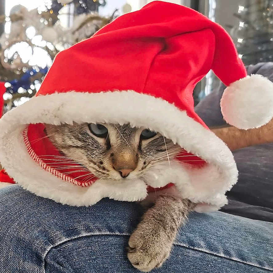 Roméo a rejoint le concours — aidez-le/la à gagner de superbes lots ! animal, blue_eyes, cat, christmas, clothing, cozy, cute, denim, festive, fur, holiday, indoor, paw, person, pet, resting, santa_hat, seasonal, soft_texture, whiskers