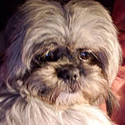 Sophia joined the competition — help win amazing prizes! dog, close_up, fluffy, indoor, pet, fur, brown, white, face, animal, cute, companion, portrait, fuzzy, eyes, warm_lighting, cozy, domestic, mammal, friendly