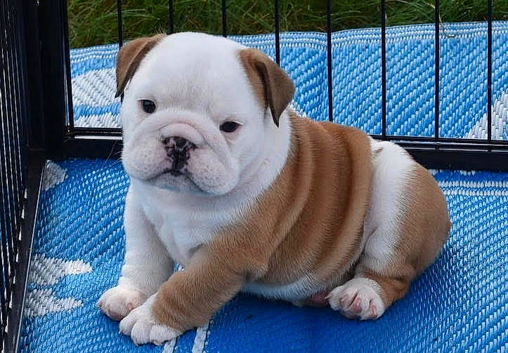 Luna is registered to the contest to win money with this photo: american_bulldog, ancient_dog_breeds, australian_bulldog, british_bulldogs, bulldog, canidae, carnivore, companion_dog, dog, dog_breed, dorset_olde_tyme_bulldogge, mammal, non_sporting_group, old_english_bulldog, olde_english_bulldogge, puppy, snout, toy_bulldog, vertebrate, white_english_bulldog