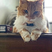 Nami is registered to the contest to win money with this photo: cat, orange_cat, white_fur, fluffy, pet, animal, indoor, wooden_surface, relaxed, portrait, closeup, whiskers, paws, collar, feline, domestic_cat, soft_light, blurry_background, cute, calm
